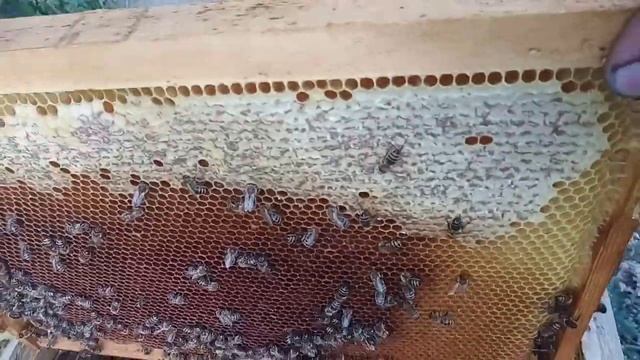 Как получить много меда от пчел) Как расстояние влияет на принос нектара в улей смотреть онлайн