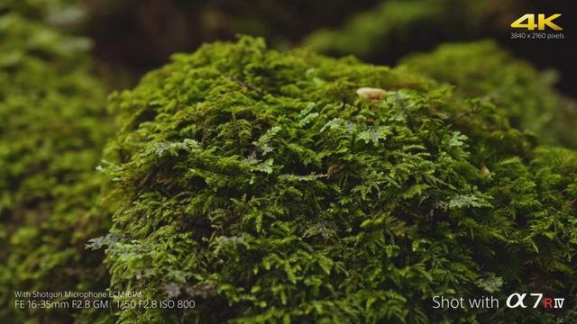 4K movie "Silhouette of Life - Yakushima" | Alpha 7R IV | Sony | α смотреть онлайн