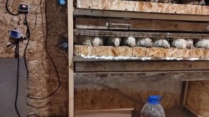 Перепелятник / Новая клетка для перепелов / Вентиляция и обогреватель для перепелятника / Перепелят