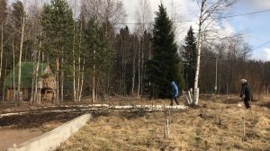 Пилим березы