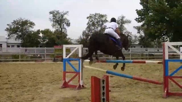 РАЗГУЛЯЙ | Завод имени Первой конной армии | Лошади на продажу | Будённовская порода лошадей смотреть онлайн