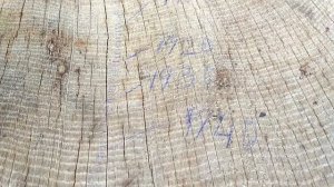 Считаем годовые кольца - определяем возраст дерева. Дендрохронология.