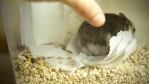 Джунгарский хомяк выздоравливает ? Какой диагноз и как лечим глаза? ?