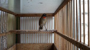 Соловей красношейка