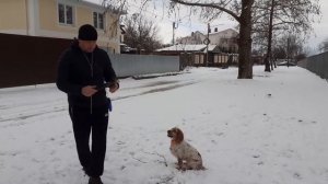 Русский охотничий спаниель тренировка в межсезонье.