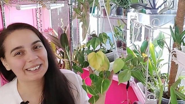 Philodendron Scandens Brazil (Филодендрон сканденс Бразил)