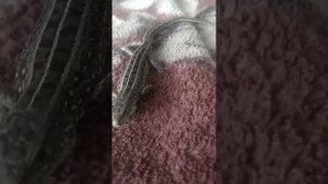 я новичок задавайте вопросы к примеру что делать если моя ящерица не ест🦎