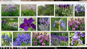 Ирис германский (касатик, фиалковый корень) German Iris