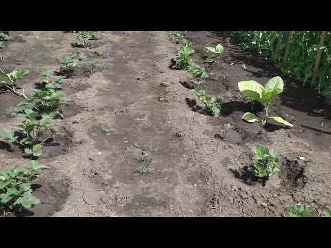 ЧЕМ ПОДКОРМИТЬ НЕДАВНО ПОСАЖЕННУЮ КЛУБНИКУ ПОСЛЕ ПРОЛИВНЫХ ДОЖДЕЙ смотреть онлайн