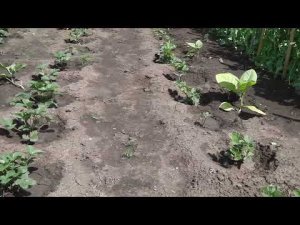 ЧЕМ ПОДКОРМИТЬ НЕДАВНО  ПОСАЖЕННУЮ КЛУБНИКУ  ПОСЛЕ ПРОЛИВНЫХ ДОЖДЕЙ