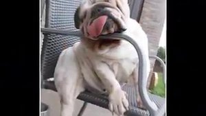 Как спят  Собаки