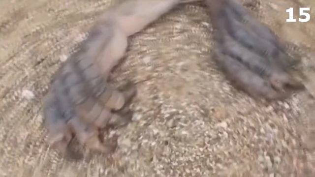 Настоящий дракон из Игры престолов смотреть онлайн