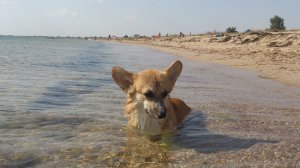 С моря привет!! 🐬🐶☀️🌊 Крым. Витино. Чёрное море.