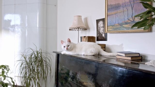 18 вещей, которые ненавидят КОШКИ смотреть онлайн