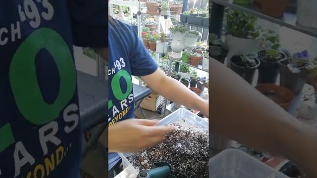 Planting Echeveria agavoides Mose and Echeveria agavoides Maria смотреть онлайн