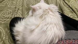 Котики Перешла на кровать Кузя не хочет кушать Лёсик хочет на ручки