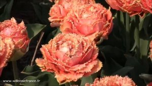 Tulipe sensual touch Willemse