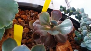ЭХЕВЕРИЯ - ECHEVERIA часть 1.
