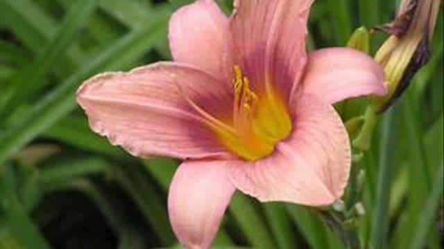 Лилия в райском саду смотреть онлайн