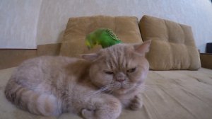 Заботливый попугайчик и кот