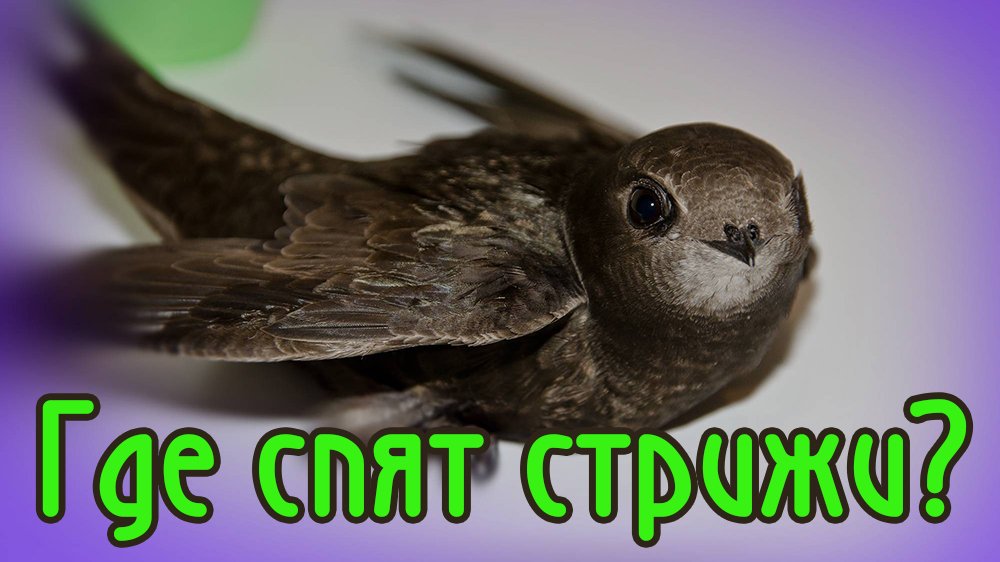 Где спят стрижи