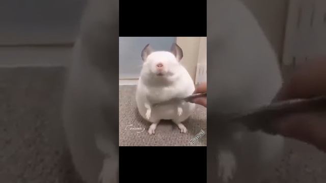 Я РЖАЛ ДО СЛЕЗ 😂 1:17 МИНУТЫ ПРИКОЛОВ ЗАСМЕЯЛСЯ ПОДПИСАЛСЯ | ТЕСТ НА ПСИХИКУ лютые приколы 2023