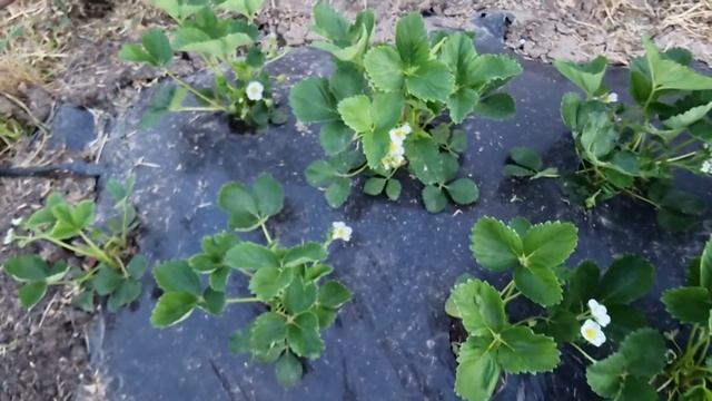 Как развивается клубника без ухода смотреть онлайн