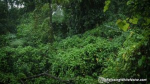 Rainforest Rain Sounds for Sleeping or Studying ?️ White Noise Rainstorm 10 Hours