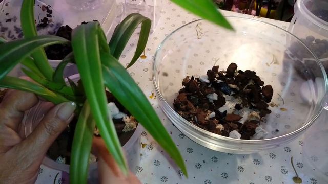 Phragmipedium Frauenschuh | Пересадка | Грунт для посадки Фрагмипедиума смотреть онлайн