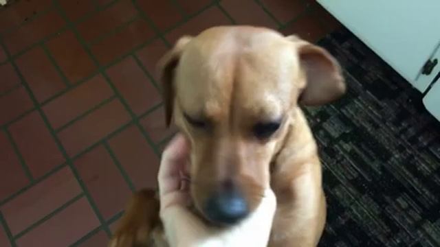 Я в СКАЗКЕ МОРОЗКО - батюшка кормит девицу красную и ее мужа смотреть онлайн