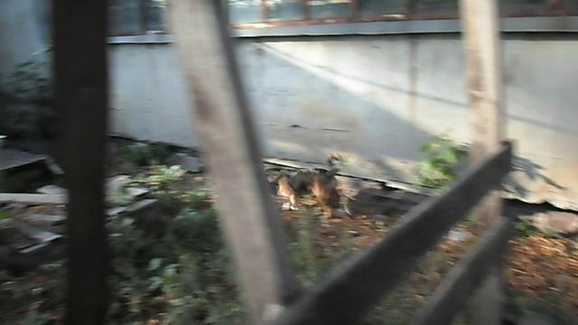 Лесси