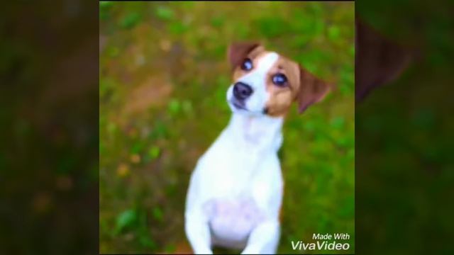 Самая милая и умная собака смотреть онлайн