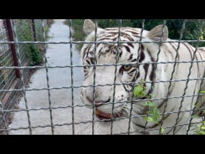 Вольеры с амурскими и бенгальскими тиграми в парке львов Тайган, в которых НЕТ БАССЕЙНОВ!