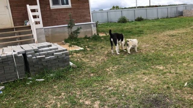 Алабай, Царевна Лебедь Князь Гвидон и Хания Ханум моя собственная футбольная команда. САО смотреть онлайн