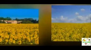 Культурные растения. Природоведение 2 -3 класс.