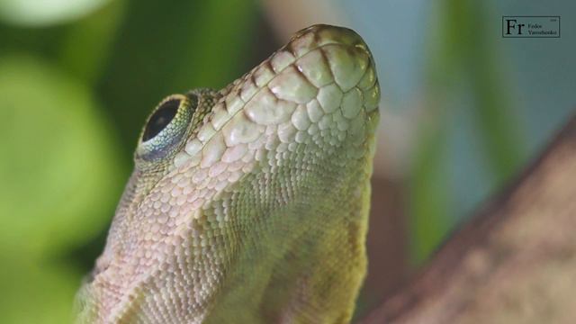 Саламандра Ботанического сада ЧелГУ