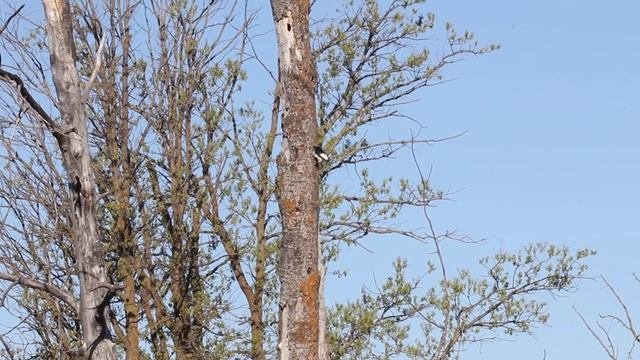 Red-headed Woodpecker; Melanerpes Erythrocephalus