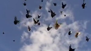 Николаевские голуби. История становления любителей без кружных голубей