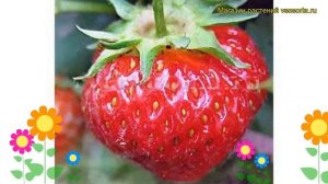 Земляника садовая Зенит. Краткий обзор, описание характеристик fragaria ananassa Zenit