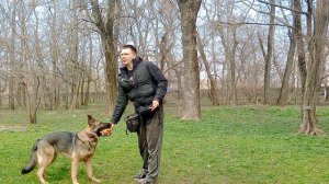 Немецкая овчарка Дрессировка немецкой овчарки Как дрессировать немецкую овчарку Занятие с овчаркой