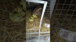 Как зимует коза с курами.