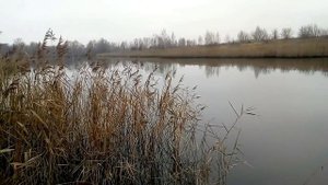 ОСЕННЯЯ РЫБАЛКА СЕТЬЮ/Как загнать рыбу в сеть/ВСЕГДА С РЫБОЙ.