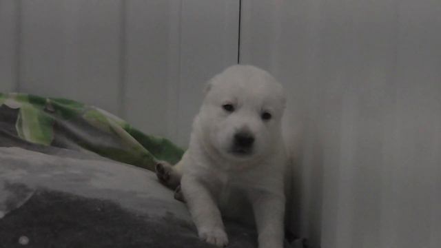 Делайте погромче. Нам сегодня двадцать один день. «Территория Животных» смотреть онлайн