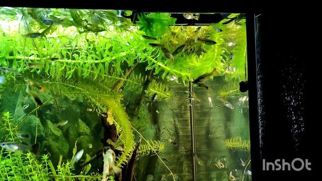 Самка гуппи Грейс - новая подруга Кайла