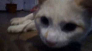 Кот из пакет. The cat from the package.mp4