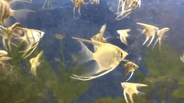 Скалярия_мраморные_подростки