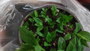 Самый быстрый способ размножения метельчатой гортензии ?Грунт для черенкования.