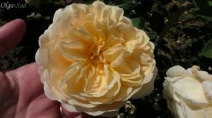 Топ 10 любимых роз с названиями сортов. Лето  2020 г.