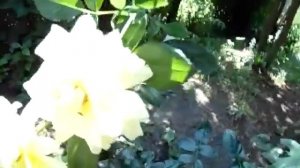 Роза Таро. TaRo. Роза кошмар. Не покупайте такую розу.