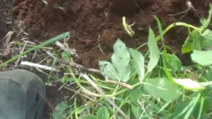 10 побегов спаржи без рассады 14.05.2018 1